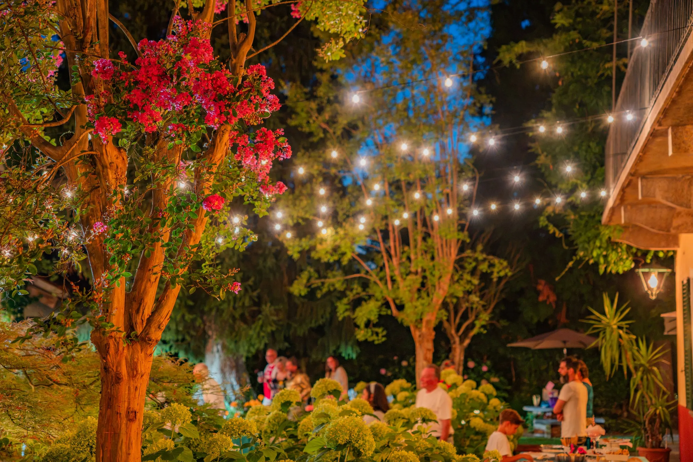 La lagerstroemia in fiore illuminata di notte, con i fili di luci tesi fra gli alberi e gli invitati di un compleanno in giardino