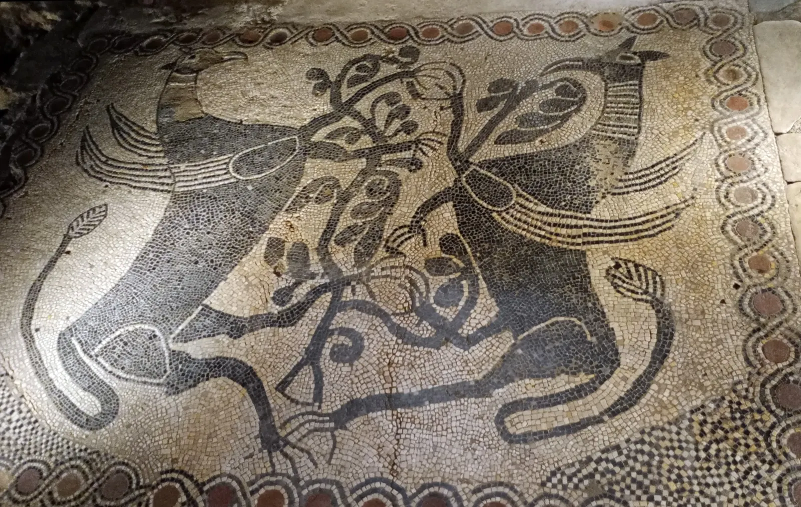 Il mosaico dell’XI secolo sotto la chiesa di Fruttuaria: due animali affrontati, in tessere bianche e nere, dentro una cornice a nastro
