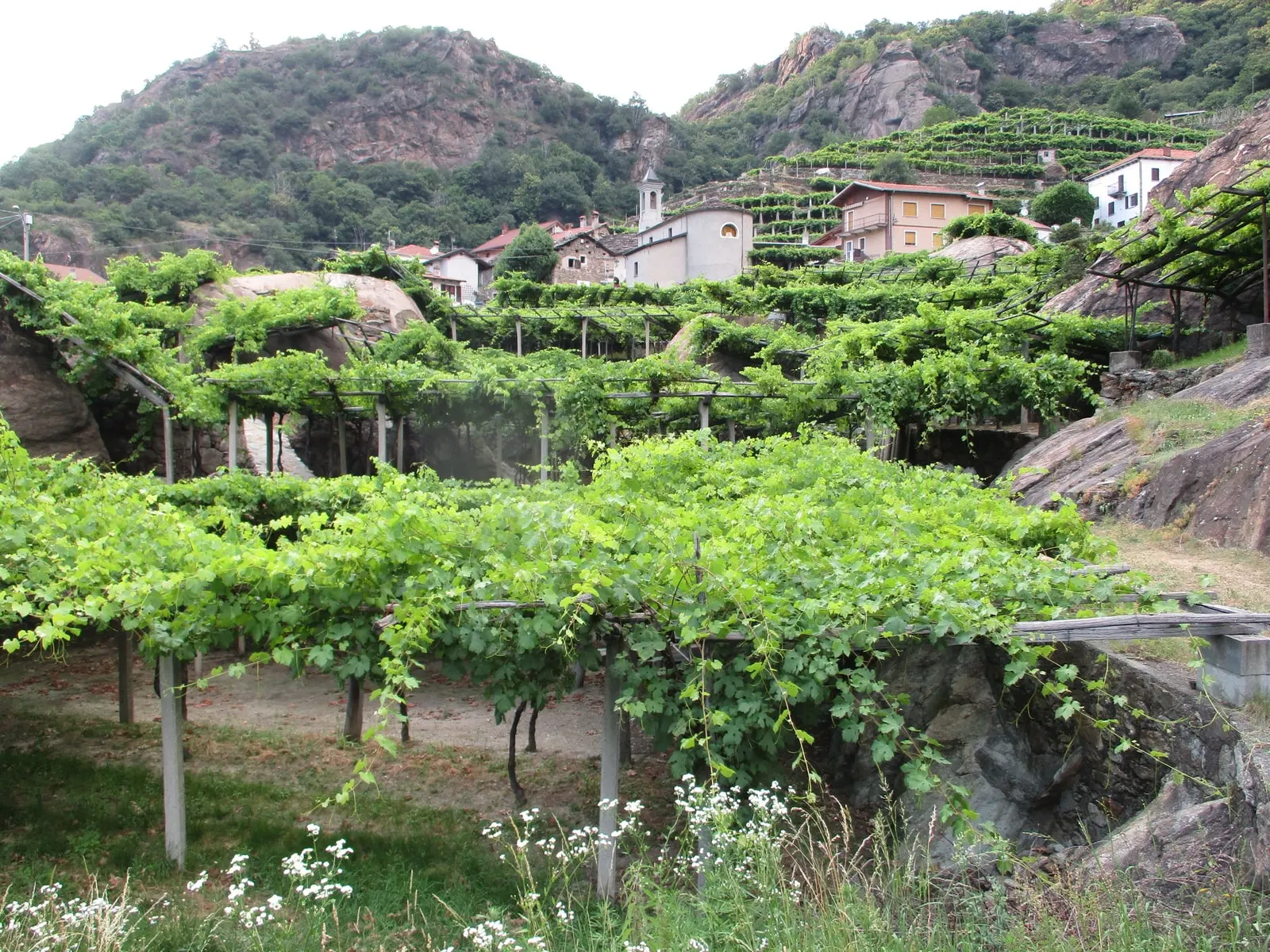 Le pergole di vite di Carema in estate, sui terrazzamenti fra le rocce, con il paese e il campanile sullo sfondo