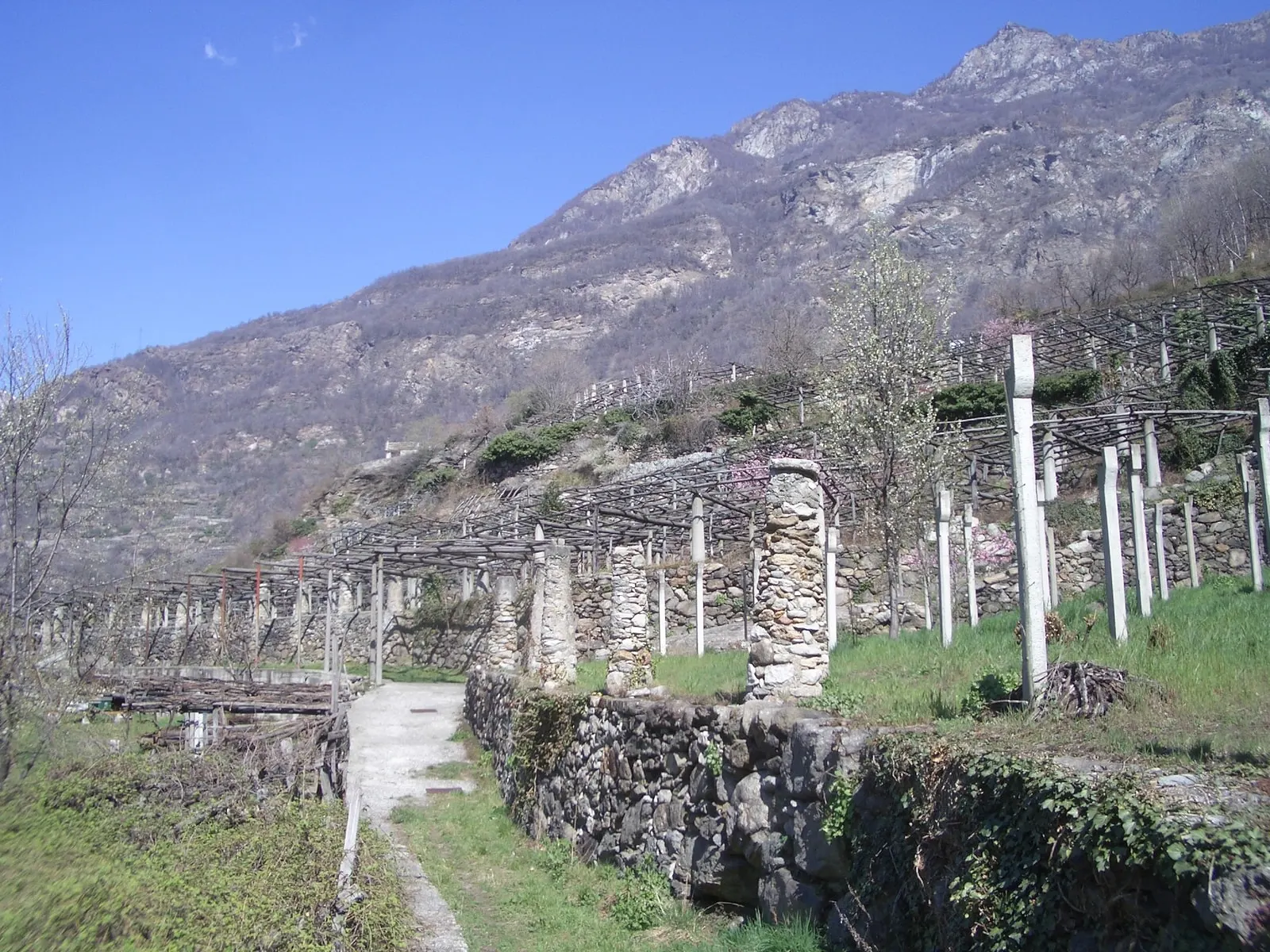 Le pergole di Carema d’inverno, senza foglie, con le travi di legno sui pilastri di pietra lungo i muretti a secco, sotto la montagna