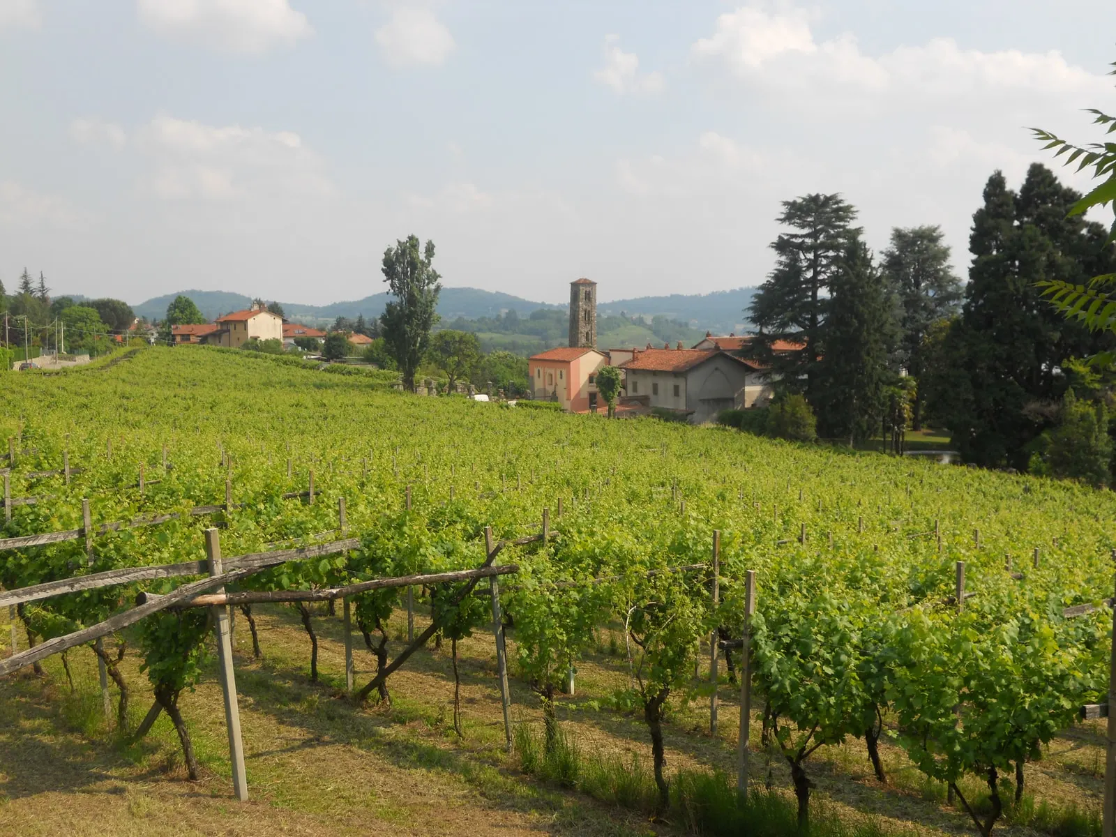 Le vigne di Erbaluce a Viverone, con il campanile e le case del paese fra gli alberi